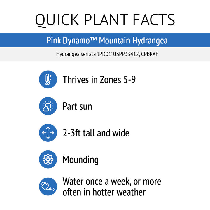 Pink Dynamo™ Hydrangea Serrata