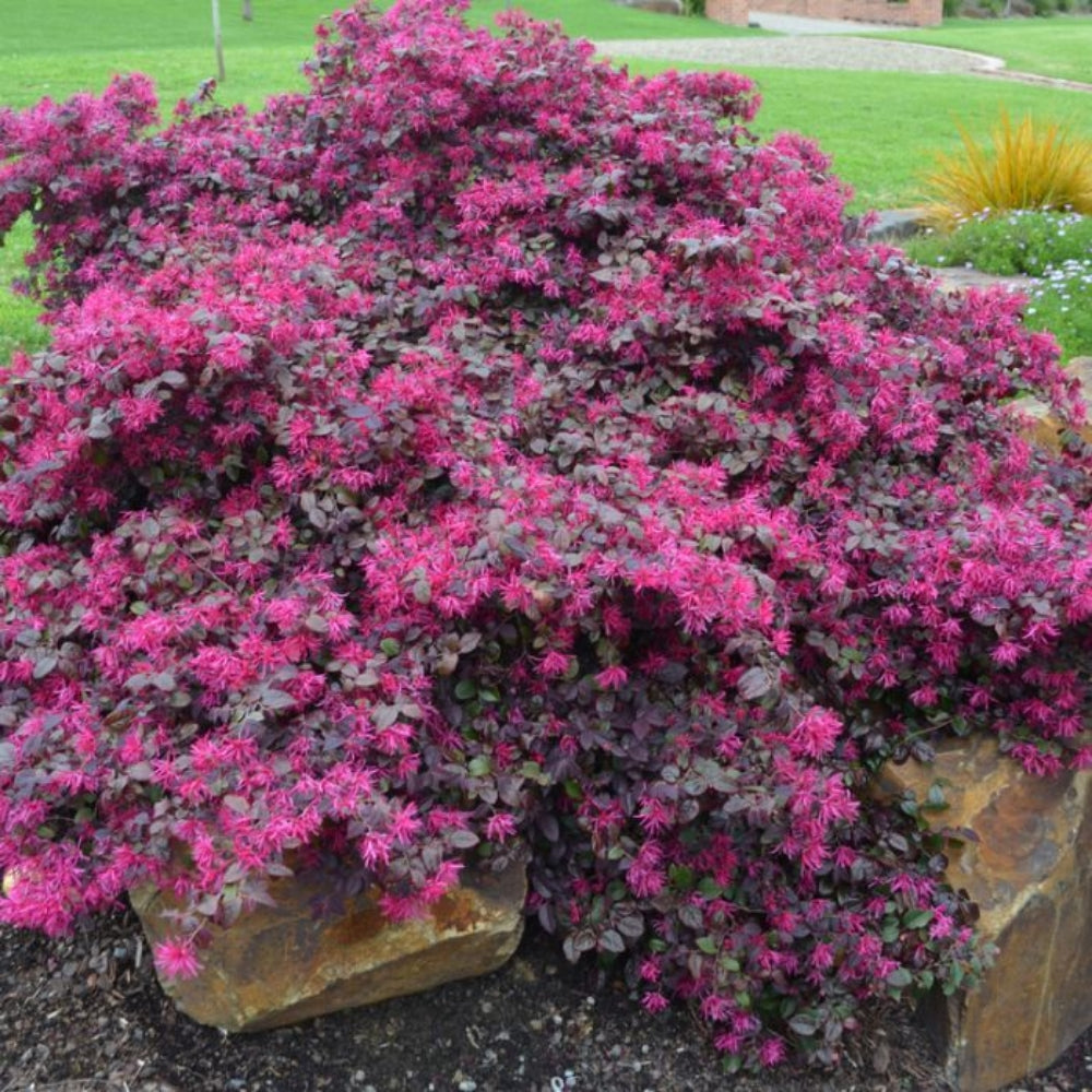 Plum Gorgeous™ Loropetalum