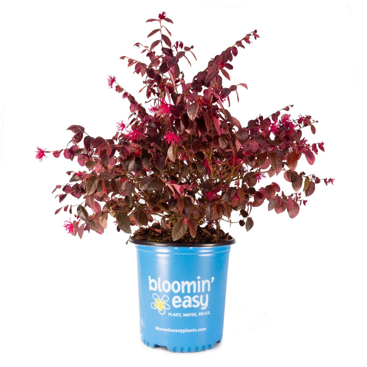 Plum Gorgeous™ Loropetalum