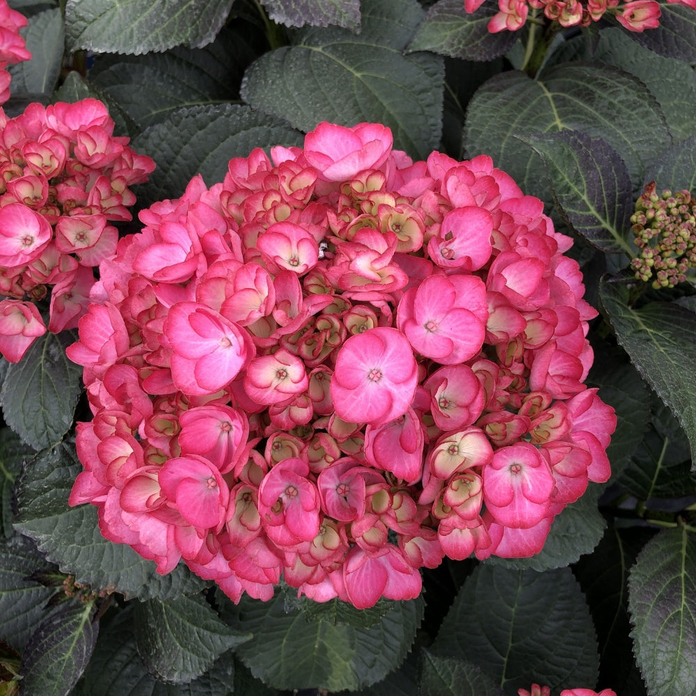 Soul Mate™ Reblooming Hydrangea