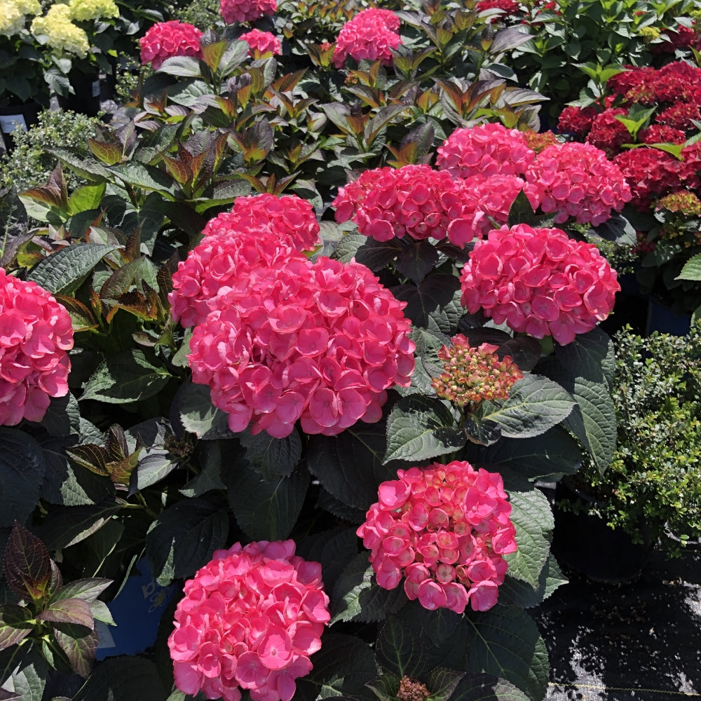 Soul Mate™ Reblooming Hydrangea