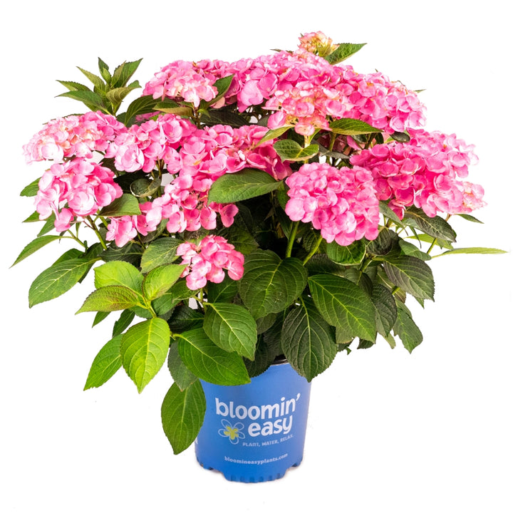 Soul Mate™ Reblooming Hydrangea