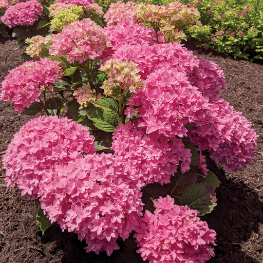 Starfield™ Reblooming Hydrangea – Bloomin' Easy Plants