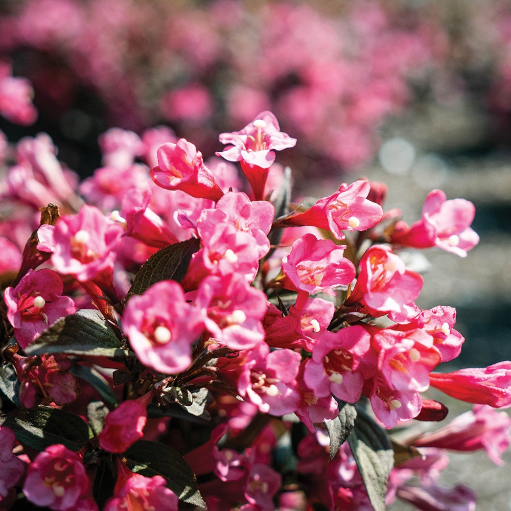 Stunner® Weigela – Bloomin' Easy Plants