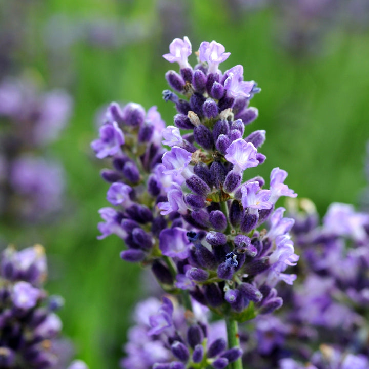 SuperBlue English Lavender