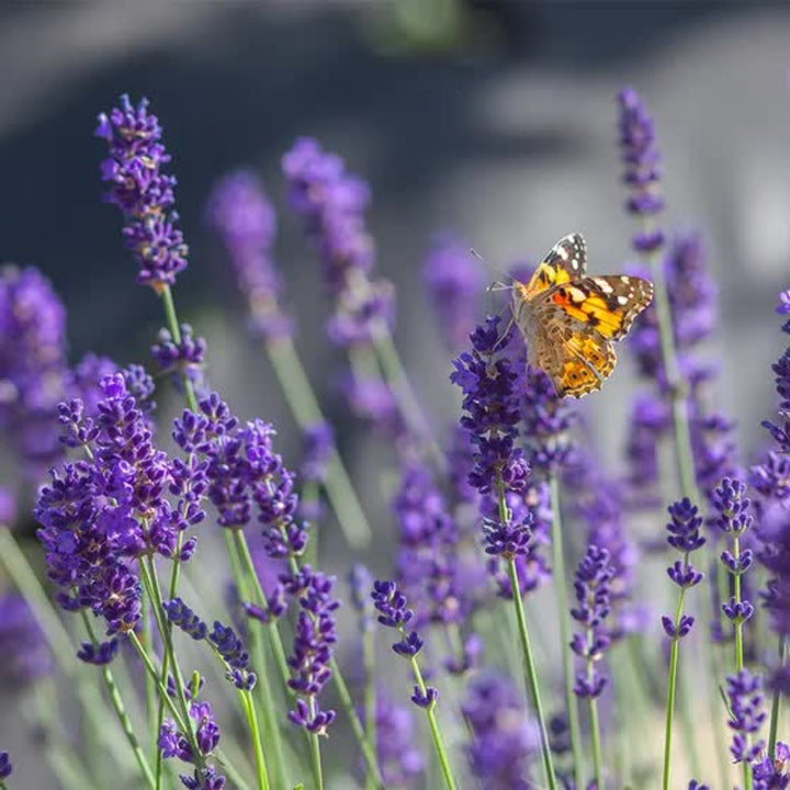 SuperBlue English Lavender