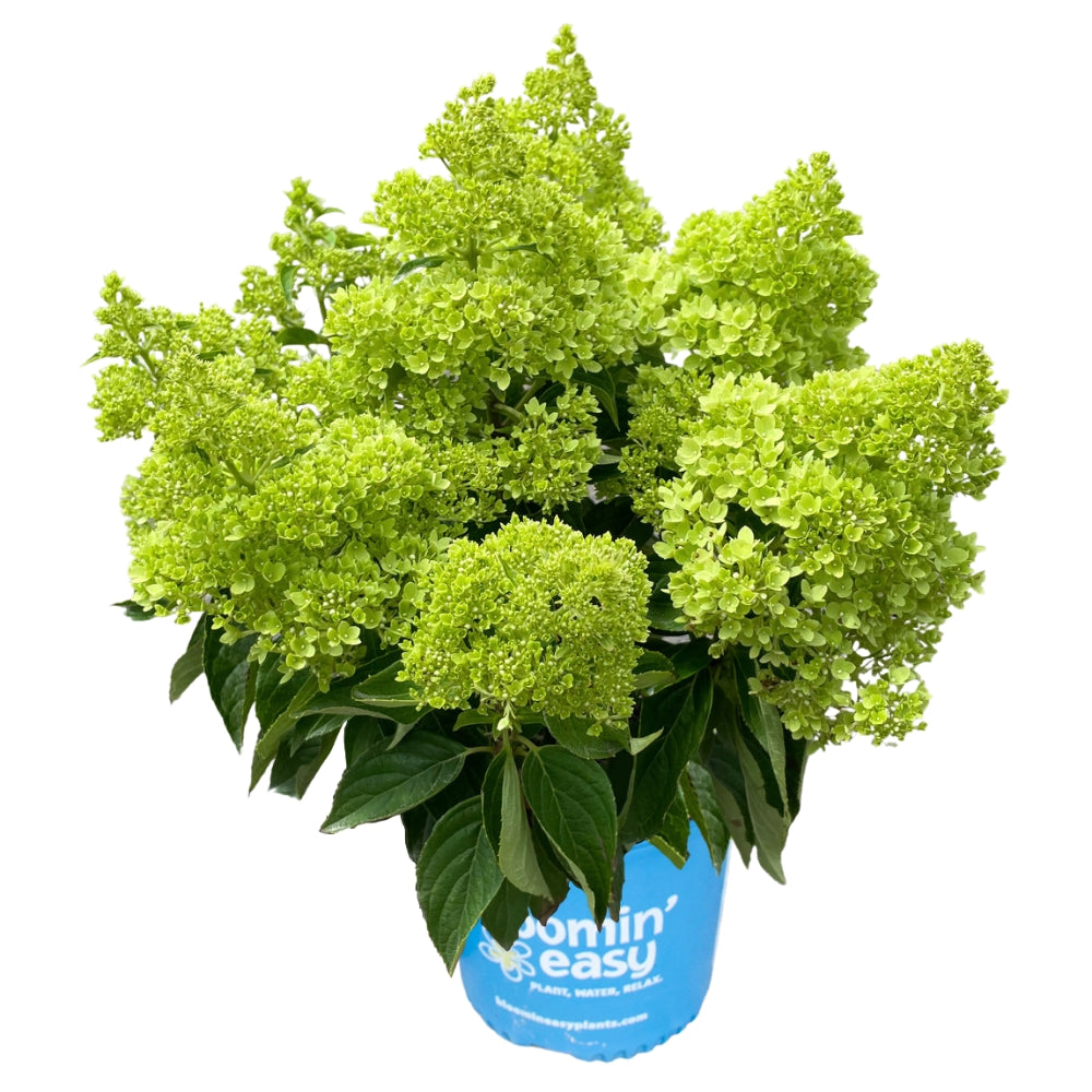 Hardy Hydrangeas – Bloomin' Easy Plants