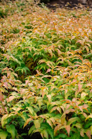 Lush green and orange autumn foliage in garden
