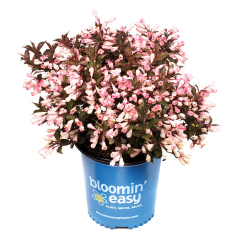 Pink flowering plant in blue pot, Bloomin' Easy