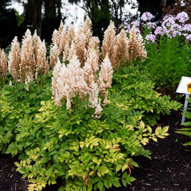 Astilbe flowers blooming in a lush green garden.