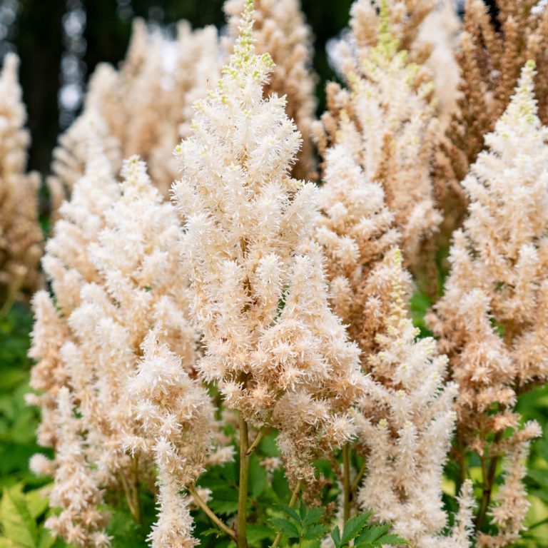 Close-up of fluffy white astilbe flowers in garden