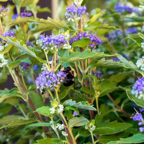Bee pollinating purple flowers in garden