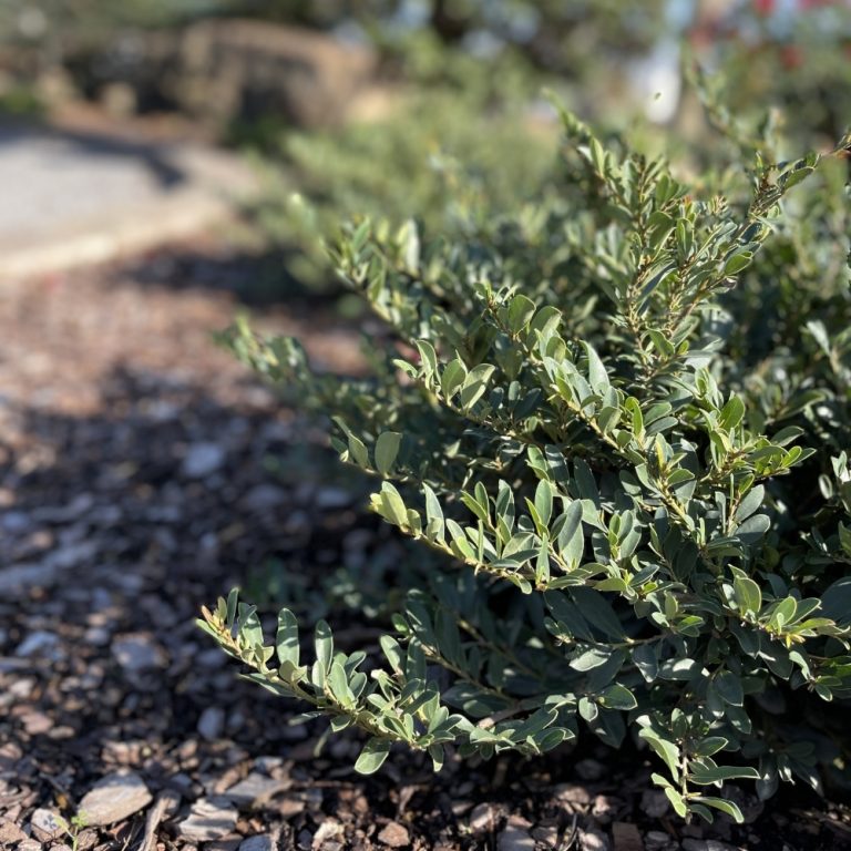 Close-up of green bush in a garden