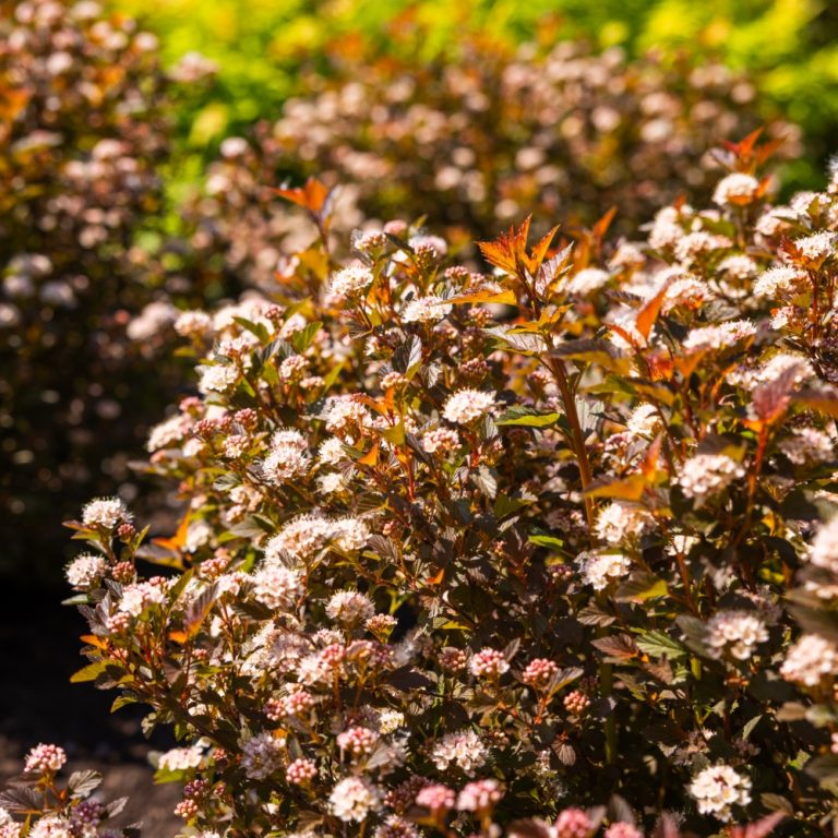 Bushes with white flowers in sunlight