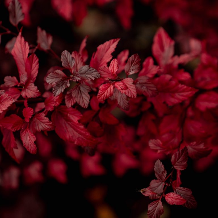 Close-up of vibrant red leaves on bush