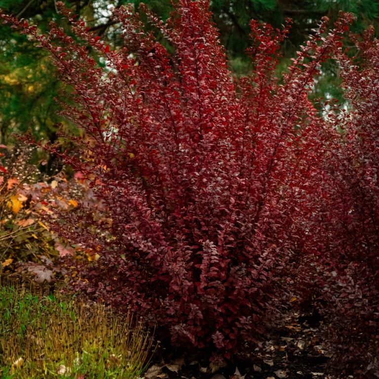 Vibrant red bush in a garden setting.