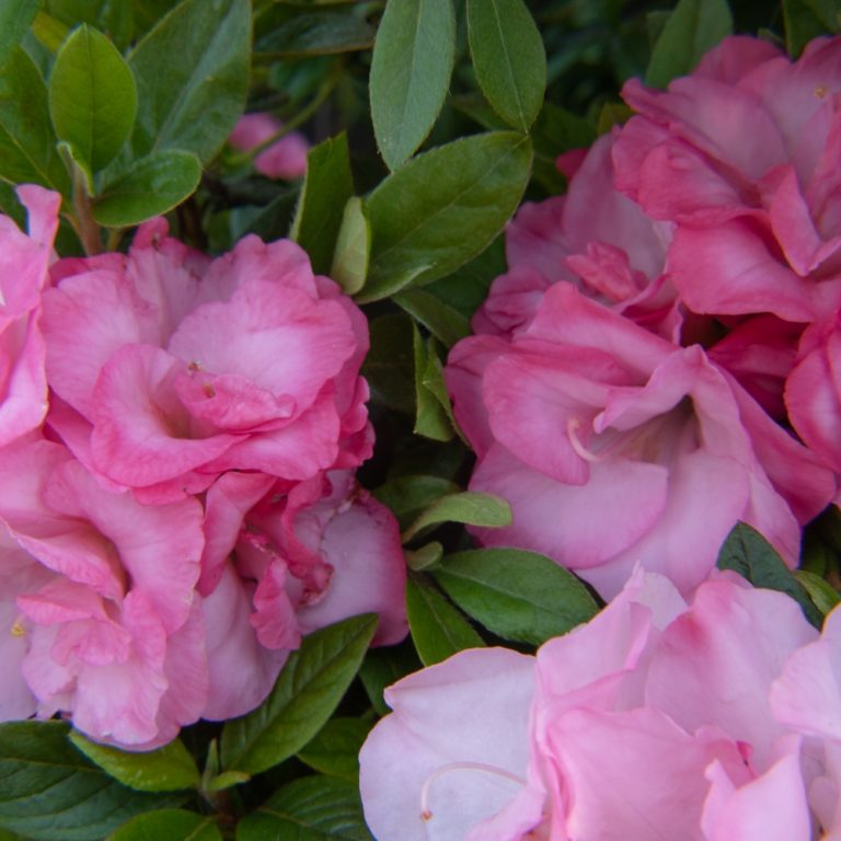 Close-up of pink azalea flowers and green leaves.