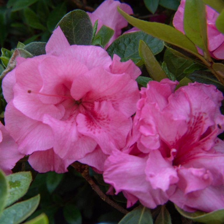 Close-up of blooming pink azalea flowers.