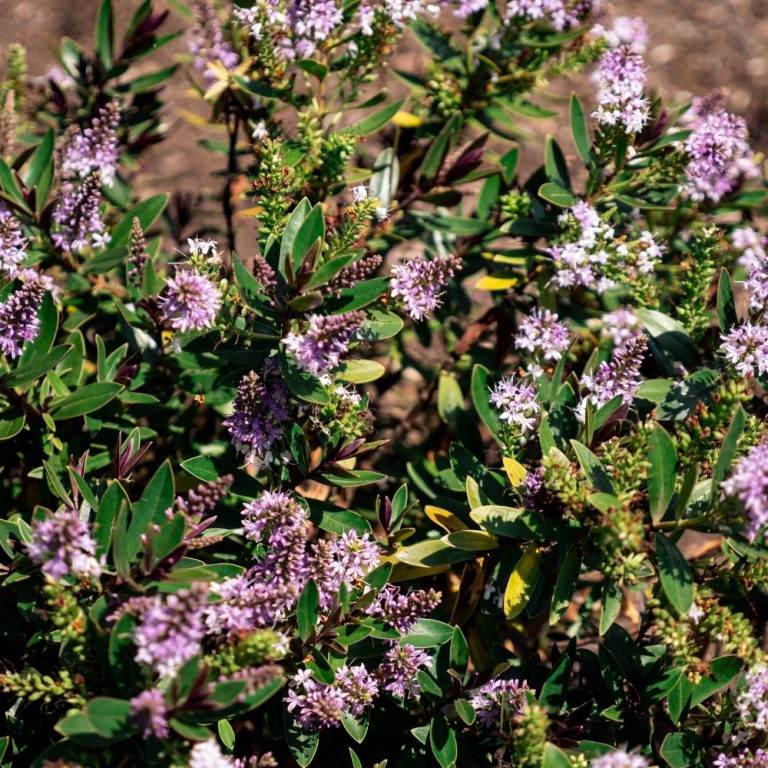Purple flowers and green leaves in sunlight.