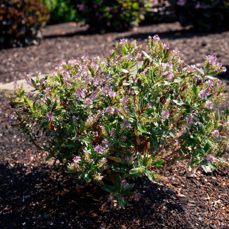 Purple flowering shrub in garden bed