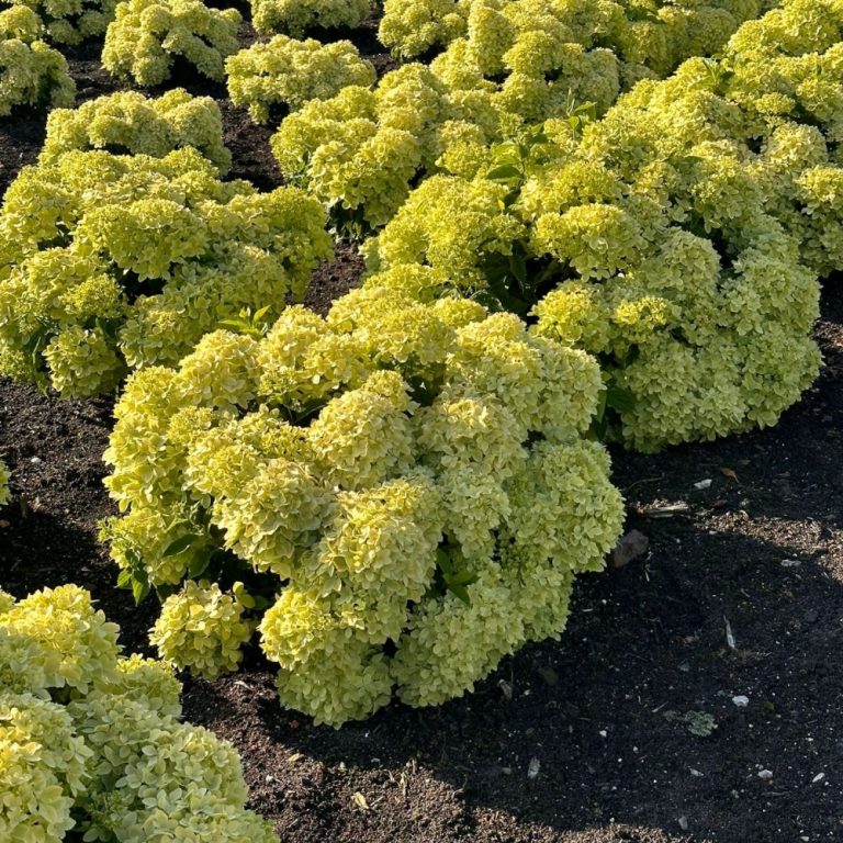 Lush green Hydrangea flowers in a garden bed.