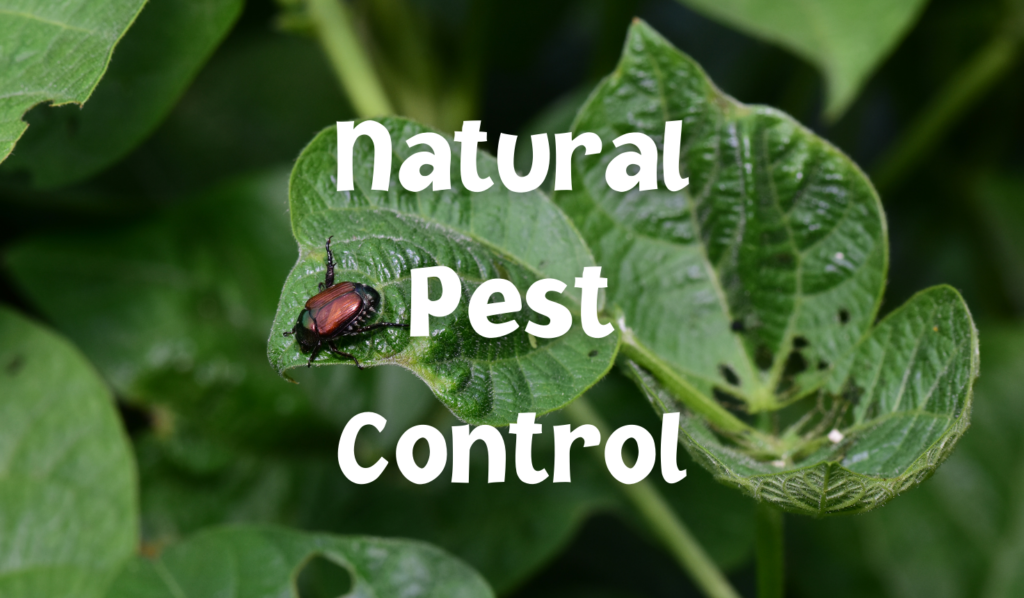 beetle on a plant