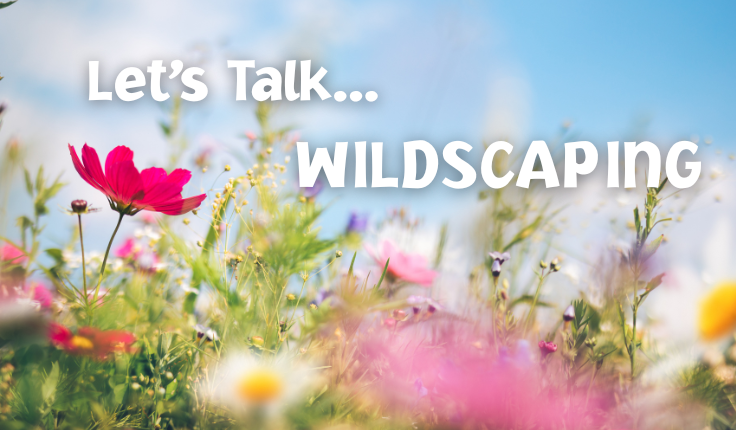 Wildscaping promotion with colorful flowers in meadow.