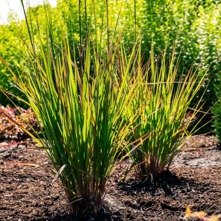 Bright green ornamental grass in sunlight.