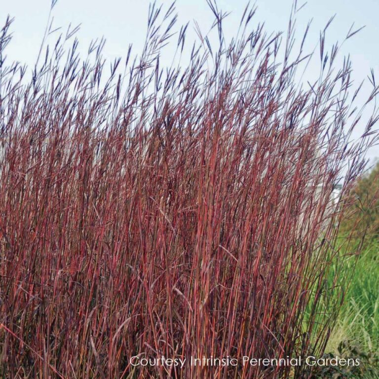 Tall red prairie grass in a garden