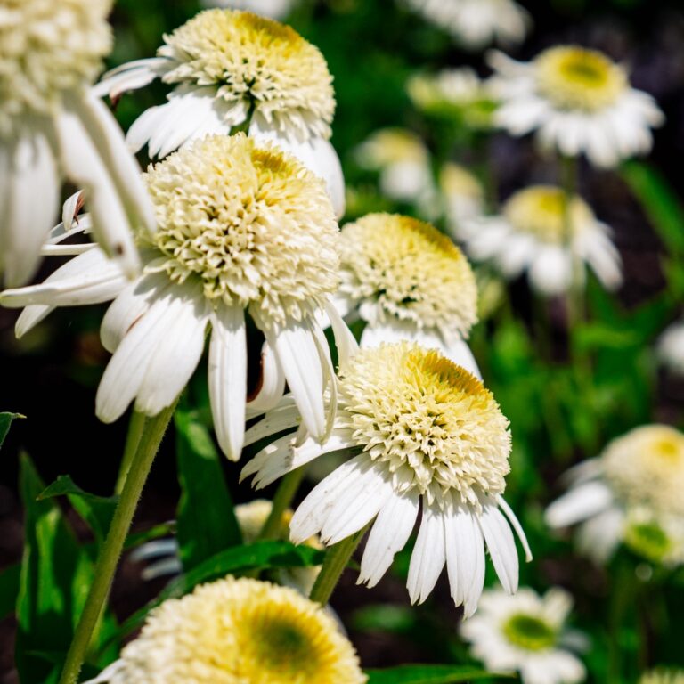 Close-up of white flowers in sunlight.