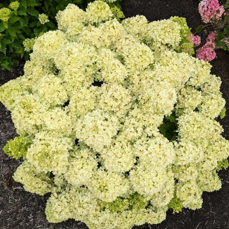Lush white hydrangea blossoms in garden.