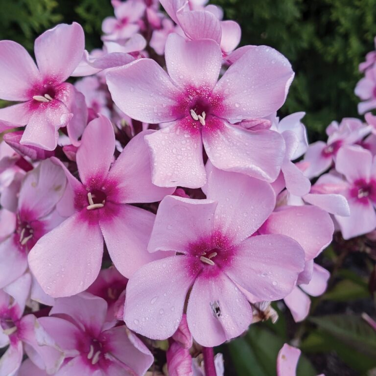 Pink phlox flowers with raindrops and green leaves.
