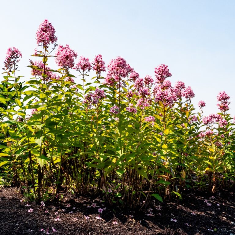 Pink phlox flowers under clear blue sky