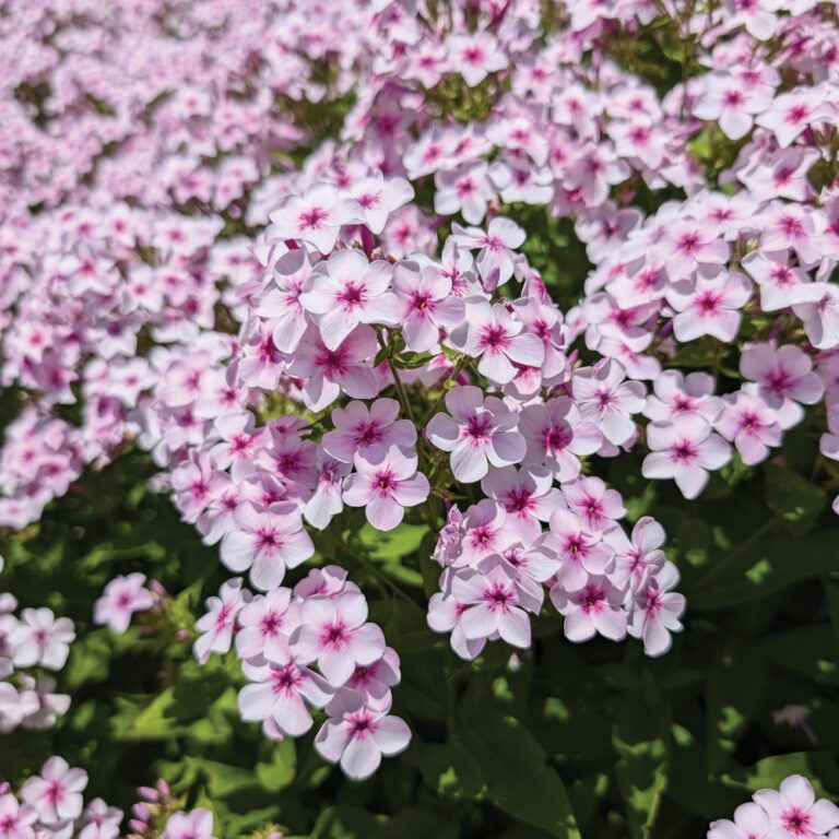 Pink phlox flowers blooming in sunlight.