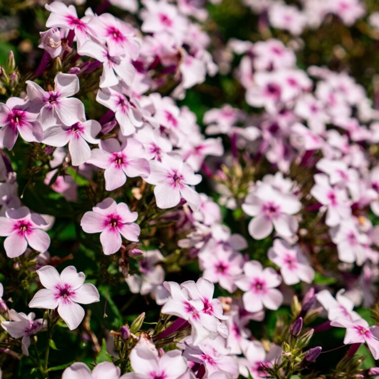 Cluster of pink and white flowers in bloom.