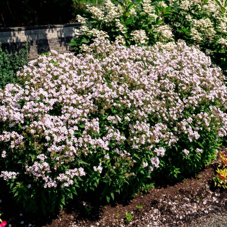 Garden with blooming hydrangeas and daylilies