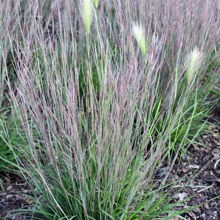 Dense stand of colorful prairie grass.