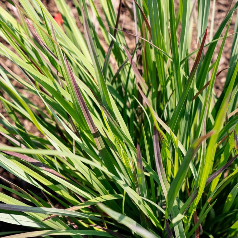 Close-up of green grass leaves in garden.