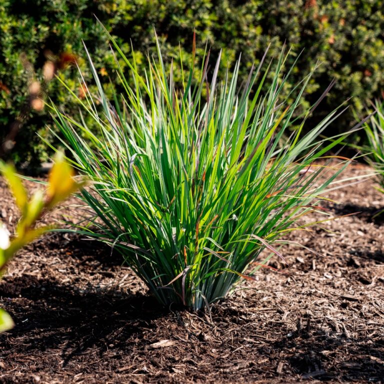 Green ornamental grass in garden bed