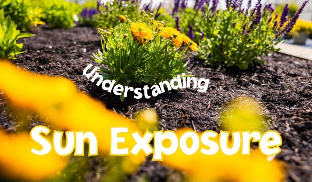 Bright flowers in garden highlighting sun exposure benefits.