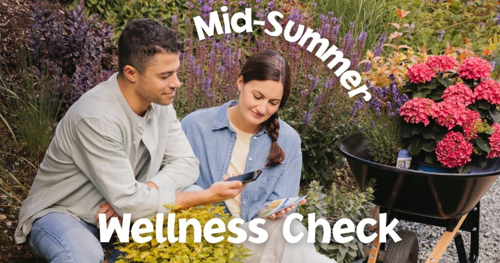 Mid-Summer Wellness Check