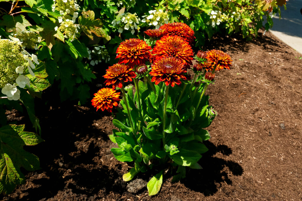 Vibrant orange flowers blooming in a garden