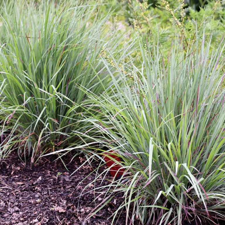 Lush green ornamental grasses in garden bed.
