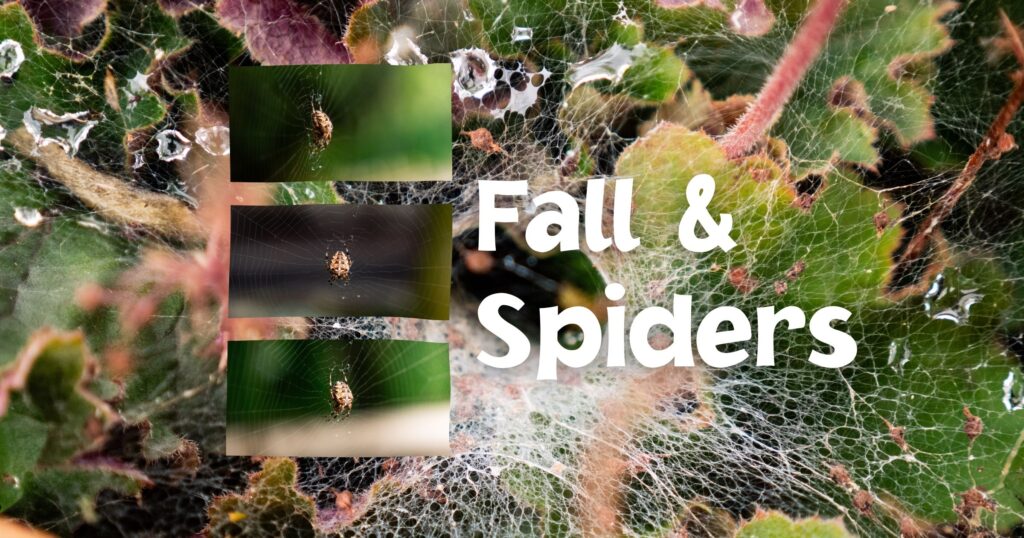 Spider webs on plants in fall season.