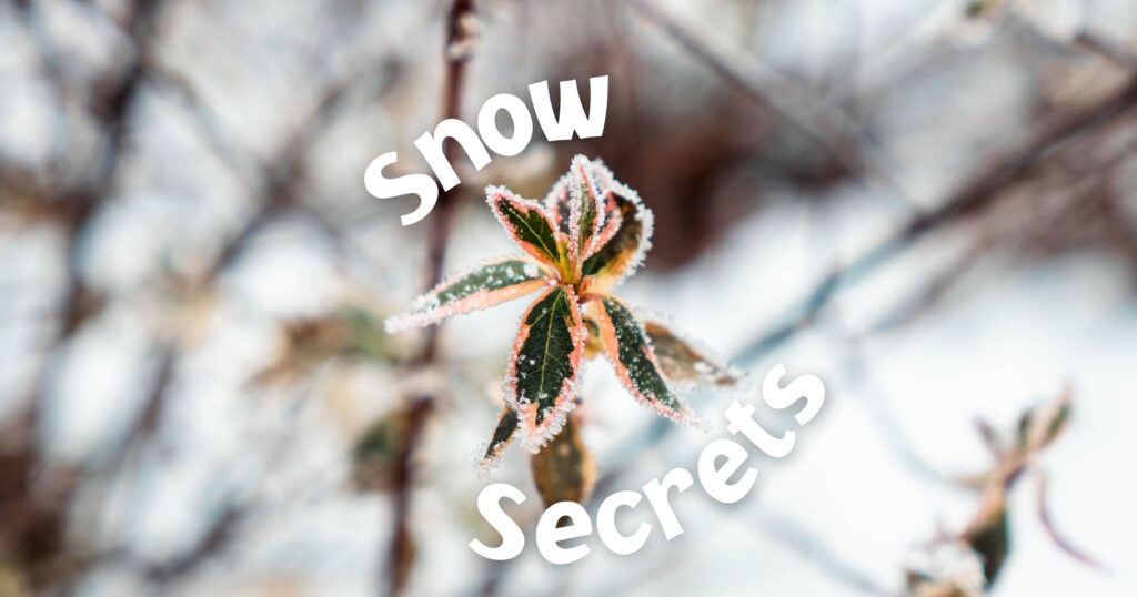 Snow Secrets