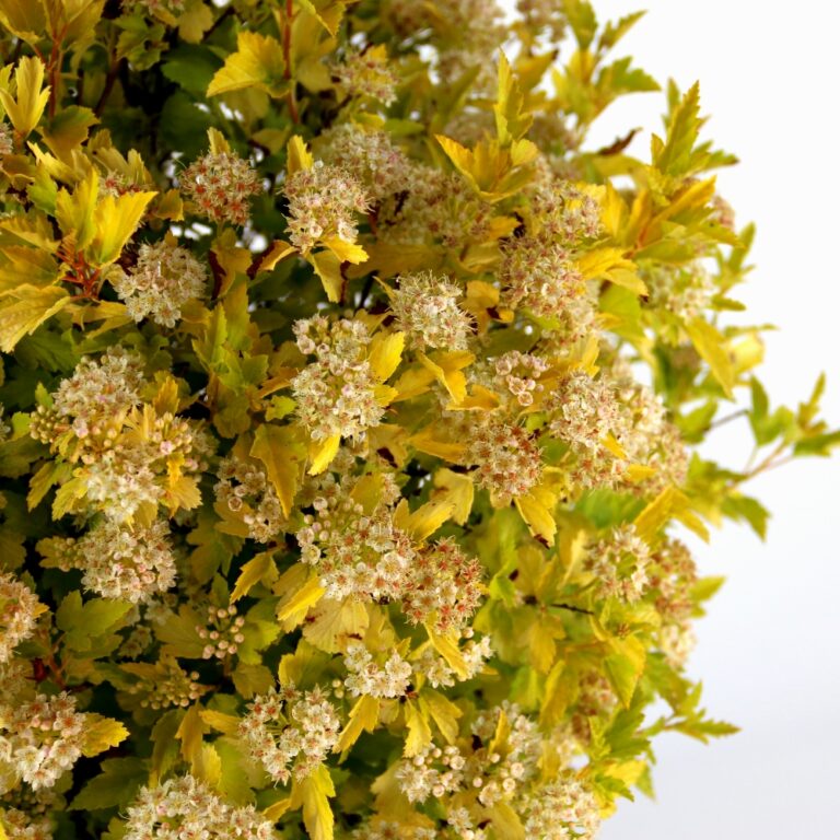 Vibrant golden spirit spirea shrub with clusters of flowers.