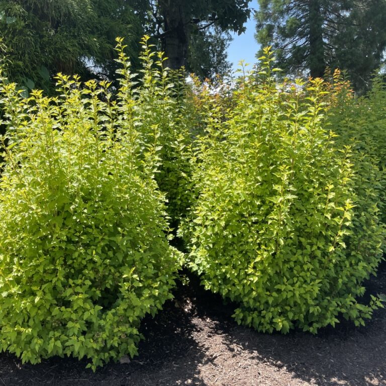 Green bushes with sunlight and trees