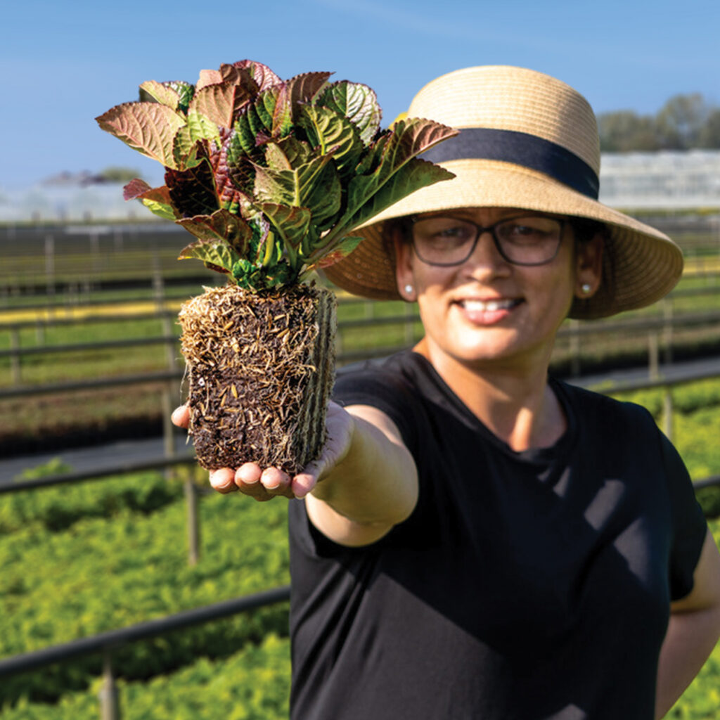 Person holding young plant in greenhouse field.