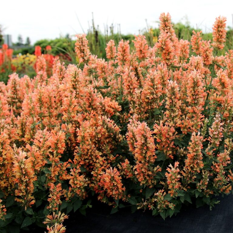 agastache peach pearl landscape