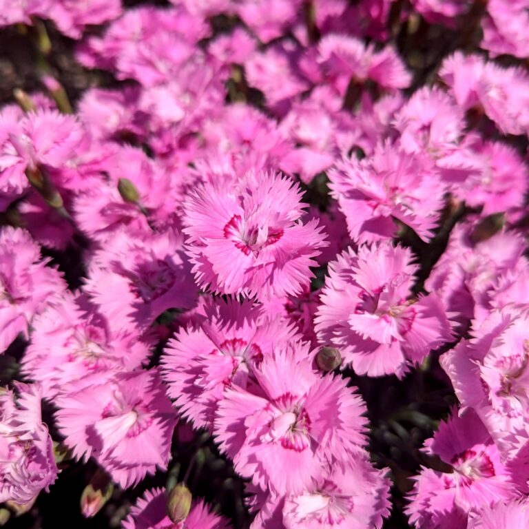 dianthus temptress bloom 01